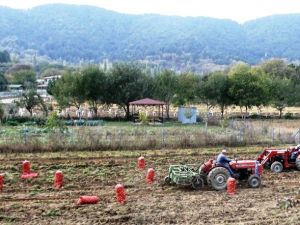 Fiyatı Bir Dönem 5 Liraya Kadar Çıkan Patates 40 Kuruşa Düştü
