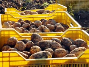 Patatesin Fiyatı Geçen Yıla Göre Yarıya Yarıya Düştü