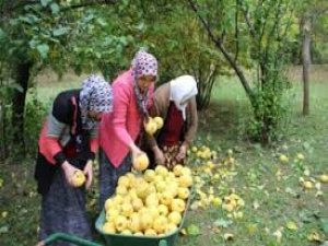 Ayvada Hasat Zamanı