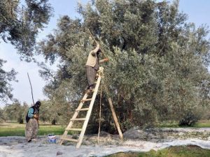 Zeytinyağında Bu Yıl Rekolte Düşük Fiyatlar Yüksek