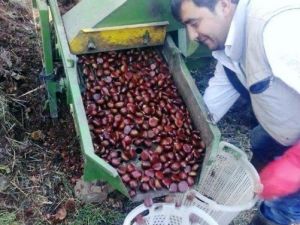 Kestane Üreticisini Hem Hastalık, Hem De İhracat Vurdu