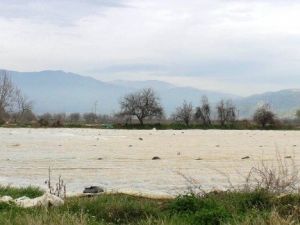 Yaz Patatesine Don Olaylarına Karşı Elyaf Önlemi