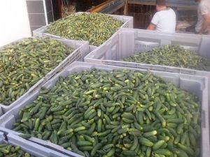 Ödemiş’te Kornişon Salatalık Sezonu Açıldı