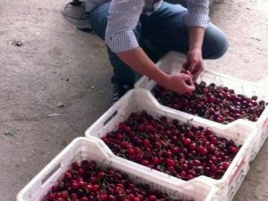 Elverişsiz Hava Koşulları Kirazda Üretimi Düşürdü