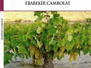 Genç Yazar Ebabekir Cambolat’ın Yeni Kitabı ’Hırsız’ Çıktı