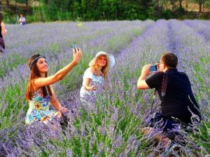 Sakin Şehirde Mis Kokulu Festival