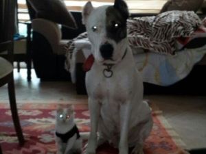 Yasak Irk Melez Köpek Mahkemelik Oldu