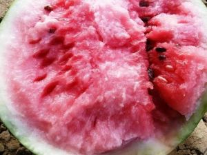 Geçen Yıl İneklere Yem Oldu, Bu Yıl Yüzleri Güldürecek
