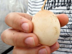 Tavuk Yumurtası Üretimi Haziran Ayında Azaldı