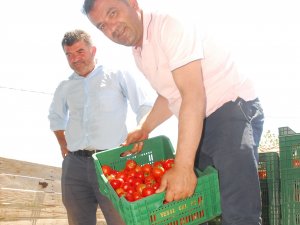 25 Bin Ton Örtü Altı Domates Rusya’ya İhraç İçin Yola Çıktı