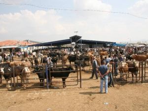 Kurbanlık Fiyatları Açıklandı