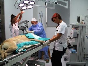 İlk Türk Kadın Veterinerlerin Projesi Dünyaya Umut Olacak