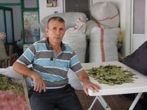 Yüzyıldır Geçim Kaynakları Defne Yaprağı