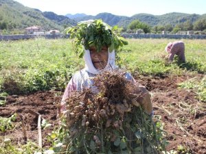 Türkiye’nin En Lezzetli Doğal Fıstığı Marmaris’te Yetişiyor