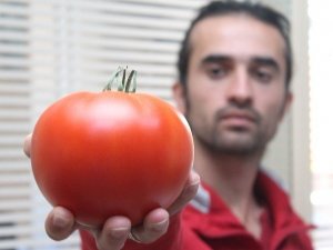 Rekortmen Domatesler Gürcistan’a Gitti