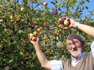 Kütahya’da Elma Bereketi