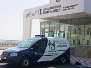 Mavi Dil Hastalığı Hayvanlardan İnsanlara Bulaşmıyor