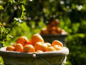 Ege Bölgesi’nde Narenciye Rekoltesi 511 Bin 711 Ton
