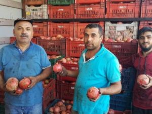 Binlerce Ton Nar Elde Kaldı