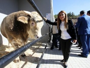 Bakanlığın Hedefi Kaliteli Süt