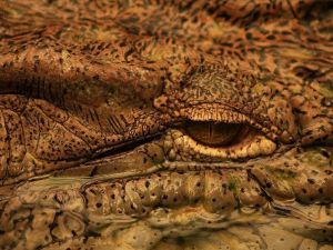 Bu Kareler Afrika’dan Değil, İzmir’den Çekildi