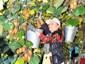 Kivide Hasat Zamanı