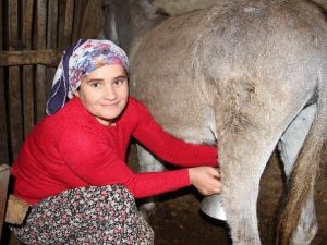Eşek Sütü Altın Değerinde