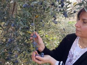 Zeytin Üreticisini ’Yağmur Korkusu’ Sardı