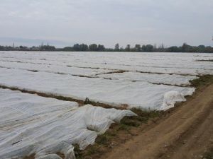 Patates Üreticisinin Soğuk Tedirginliği