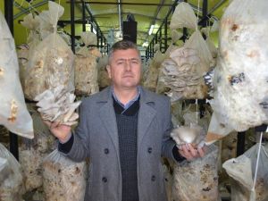Devlet Desteğiyle Kurduğu Tesiste ’İstiridye Mantarı’ Yetiştiriyor
