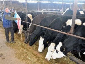 Yemin Fiyatı 53 Tl’ye Çıktı, Süt Üreticisi Kara Kara Düşünmeye Başladı