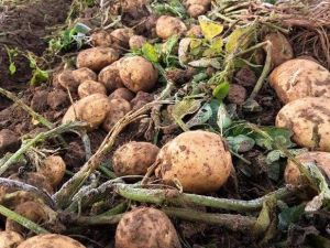 Patateste Yüzde Elli Düşüş Var, Fiyatlar Yükselebilir