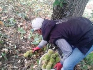 Ödemiş Kestaneleri 10 Liradan En Çok İtalya’ya İhraç Ediliyor