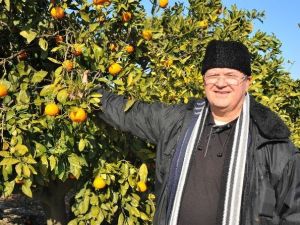 Dalında Kalan Tonlarca Mandalina Çürüdü, Üretici Perişan