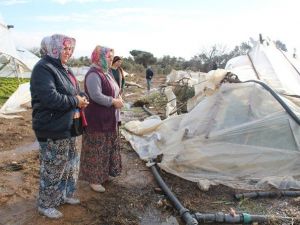 Seraları Vuran Kar Ürünlerin Yüzde 80’ine Zarar Verdi