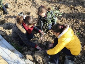 Gaü Okullar Grubu Girne Belediyesi İle Ağaç Dikimine Katıldı