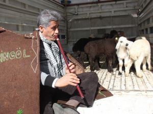 Türkücü Aydın Aydın, kaval çalarak kuzularla gezdi