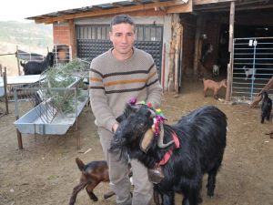 Keçiler artık daha verimli