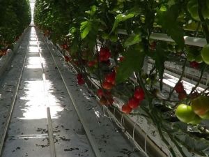 Domates fiyatlarında yaşanan fiyat artışı