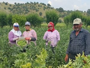 Emeklerinin karşılığını alamayan üretici baklayı tarlada bıraktı