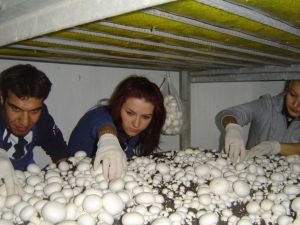 ’Mantarcılık’ sektörü öğrencilerini bekliyor