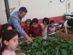 Köy okulunda ipek böceği üretimi