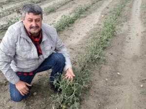 Dolu, üzüm bağlarını ve domates bahçelerini vurdu