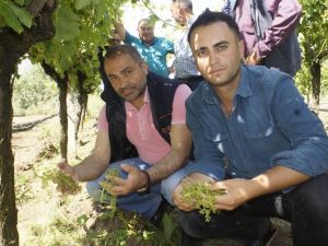 Manisalı çiftçiyi dolu vurdu