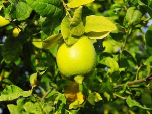 Limon yağının cilde faydaları