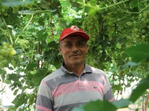 Domatesten zarar edince serada üzüm yetiştirdi