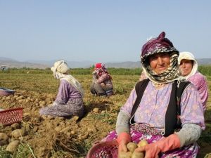 Patates fiyatları düştü, üretici ne yapacağını şaşırdı