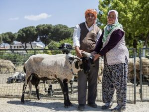 Tarımda İzmir yükselişi