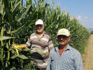 Patates ve karpuzdan sonra gözler mısırda