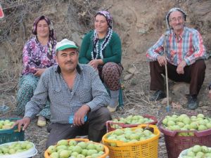 Üreticiler armutlarını satmak için destek istiyor